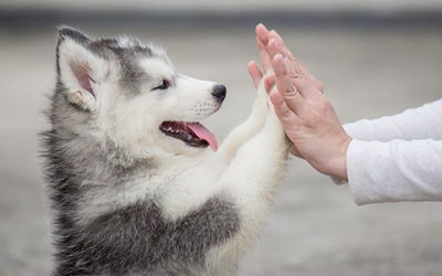 Sadık köpek