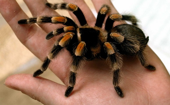 Aç tarantula