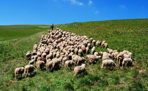 Peygamberimiz'in (S.A.V.) çobanlık yapmasının hikmetleri 
